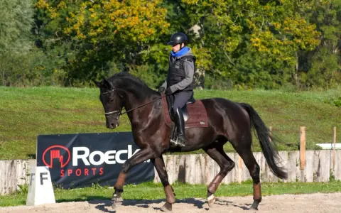 Un cavalier sur un cheval noir, en plein mouvement, démontrant une belle locomotion.