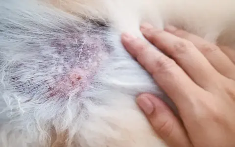 Skóra psa z zaczerwienieniem i strupkami, widoczne objawy alergii u psa. Dłoń dotyka sierści.
