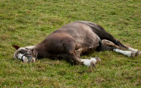 Un cheval au pré, visiblement souffrant d'une colique, gît sur le flanc dans l'herbe.