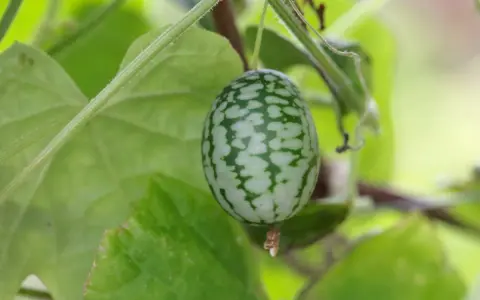 Un petit concombre du Mexique, orné de motifs verts et blancs, pend à une tige entourée de feuilles luxuriantes.