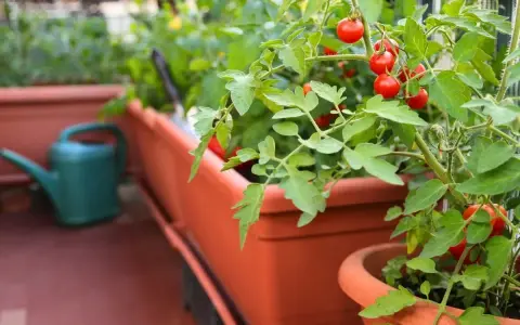 Pomidory w doniczkach na balkonie, idealne warzywa na balkon. Zielona konewka w tle.