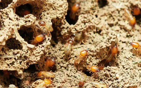 Un grupo de larvas de termitas se mueve por túneles de tierra.