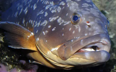 Primo piano di una cernia con macchie chiare sul corpo e pinna arancione.