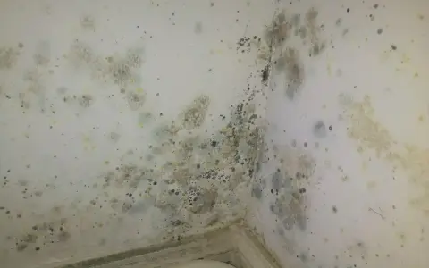 Coins de mur de chambre envahis par la moisissure, nécessitant un nettoyage pour enlever moisissure mur chambre.