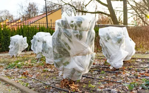 Plants are wrapped in white fabric, tied with twine, showing how to protect plants from frost.