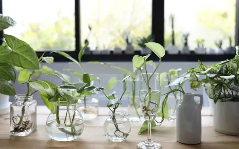 Varias plantas en agua, con raíces visibles, dispuestas en diferentes recipientes de vidrio y una jarra blanca sobre una mesa de madera.