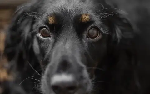 Occhi di un cane nero, con un'espressione che suggerisce un'intensa paura dei cani.