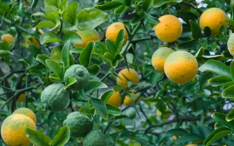 Frutti verdi e gialli pendono dai rami spinosi, come l'arancio amaro trama il suo ciclo vitale.