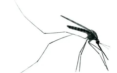 En mygga, bärare av malaria sjukdom, med långa ben och vingar mot vit bakgrund.