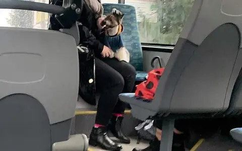 Jaki bilet dla psa w autobusie? Sprawdź, ile zapłacisz w miastach