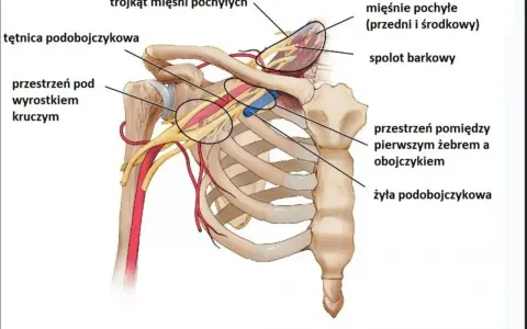 Anatomia górnego otworu klatki piersiowej: tętnica i żyła podobojczykowa, mięśnie pochyłe, splot barkowy.