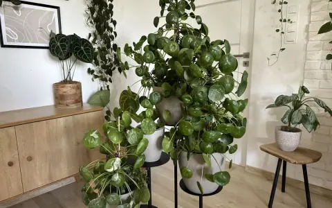 Pieniążek kwiat, czyli Pilea peperomioides, rośnie bujnie obok innych roślin doniczkowych.
