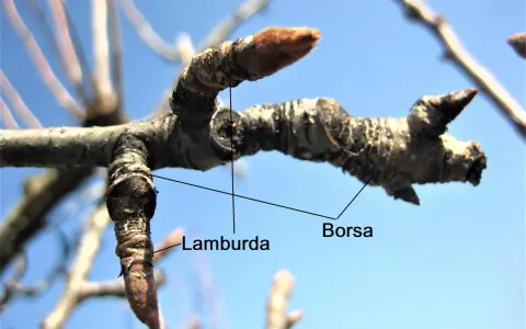 Germogli di pero, "Borsa" e "Lamburda", indicano il momento giusto quando potare il pero per una buona fruttificazione.