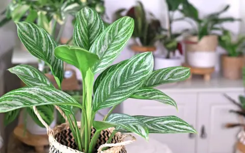 Aglaonema odmiany z pięknymi, pasiastymi liśćmi w odcieniach zieleni i bieli, wpleciona w pleciony koszyk.