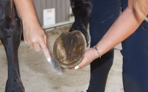 Nettoyage du pied nu d'un cheval naviculaire. Une main brosse la sole, l'autre soutient le sabot.