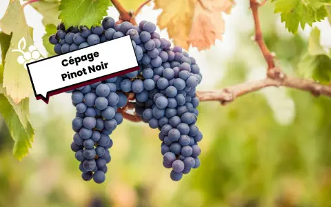 Grappes de Pinot Noir mûres sur la vigne, évoquant ses caractéristiques uniques.
