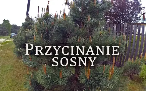 Jak przycinać sosnę dla gęstej korony? Uniknij 4 błędów!