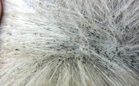 Gros plan sur la fourrure d'un animal, révélant de nombreux petits points noirs, des œufs de puce, dispersés parmi les poils clairs.