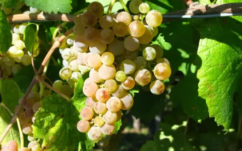 Reife, goldgelbe Trauben hängen an einem Rebstock. Diese Trauben sind die Grundlage für einen köstlichen greco Wein.