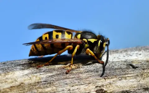 Avispas largas, con sus rayas amarillas y negras, descansan sobre una rama de madera contra un cielo azul brillante.