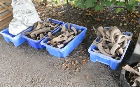Błękitne skrzynki pełne rogów, które mogą posłużyć do produkcji mączki rogowej. Obok worek z materiałem.