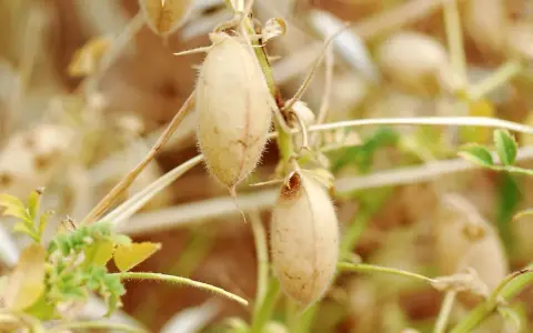 Gousses de pois chiche mûres sur leur tige, prêtes pour la récolte. La culture du pois chiche est essentielle pour l'alimentation.
