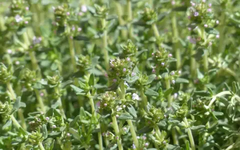 Gros plan sur des brins de thym aux petites fleurs roses. Le thym à thymol, bien que bénéfique, peut présenter un danger s'il est mal utilisé.
