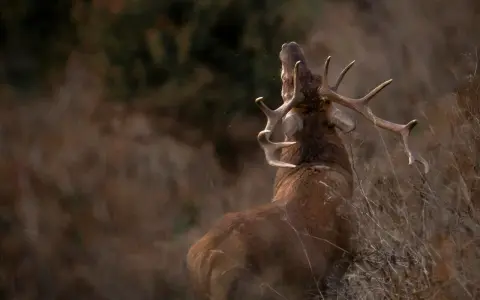 Un cerf majestueux, un des cervidés de France, bramant dans la nature sauvage.