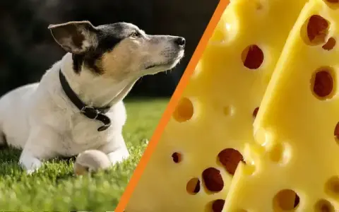 Czy pies może jeść ser żółty? Sprawdź, co musisz wiedzieć!