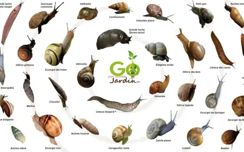 Voici pourquoi j'ai plein d'escargots dans mon jardin : une collection d'espèces variées, du petit gris à la grande loche, illustre la biodiversité de mon espace vert.