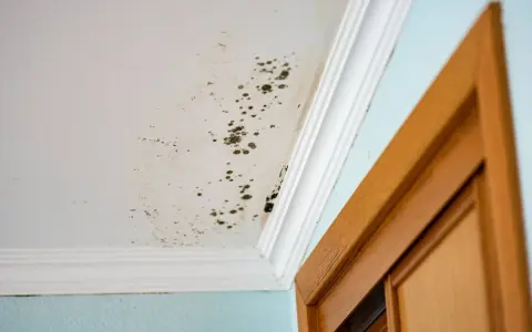 Manchas de moho en el techo y pared, un problema común que requiere remedios caseros para quitar el moho de las paredes.