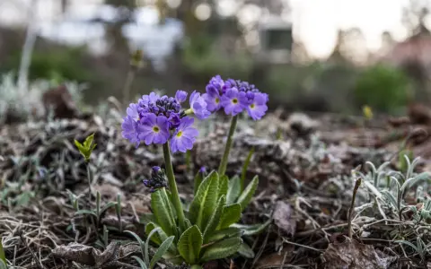 Two purple primroses with yellow centers bloom in dry leaves and soil.