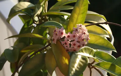 A cluster of delicate pink hoya flowers with dark red centers blooms amidst glossy green leaves, catching the warm sunlight.