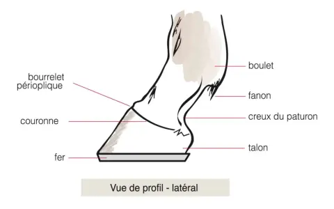 Vue latérale d'un sabot de cheval, montrant le fer, la couronne, le bourrelet périoplique, le fanon, le creux du paturon et le talon.