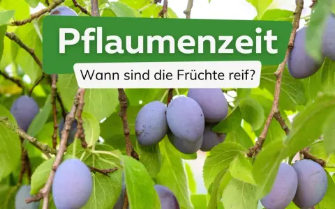 Reife Pflaumen hängen an einem Baum. Die Frage "Wann ist Pflaumenzeit?" wird gestellt, um den perfekten Erntezeitpunkt zu finden.