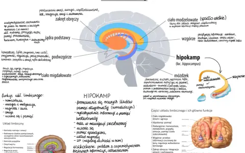 Schemat układu limbicznego z zaznaczonymi strukturami mózgu i ich funkcjami.