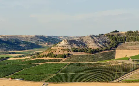 Paisaje de viñedos en terrazas que producen vinos de Ribera del Duero. Colinas secas y un acantilado rocoso al fondo.