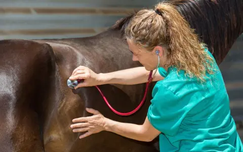 Vétérinaire auscultant un cheval avec un stéthoscope. Le cheval est brun, la vétérinaire porte une blouse verte.
