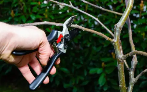Mano podando una rama de manzano con tijeras de podar. Es el momento ideal cuando se podan los manzanos para asegurar una buena cosecha.