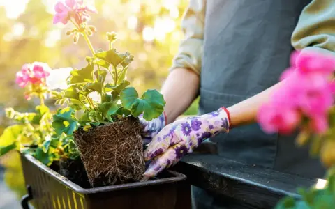Hände in Blumenhandschuhen pflanzen Geranien in einen Balkonkasten. Die Balkonpflanzen sonne genießen.