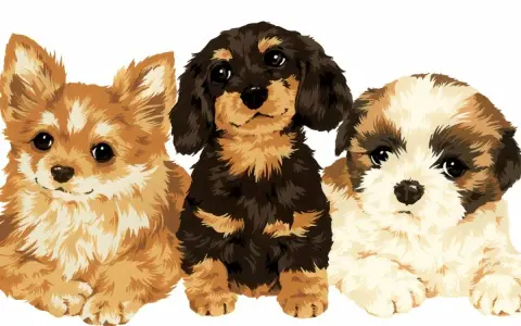 Trzy urocze szczenięta: rudy, jamnik i shih tzu. Zastanawiasz się, ile to ludzkich lat?