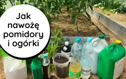 Jaki nawóz do szklarni - wybierz najlepsze nawozy dla zdrowych roślin