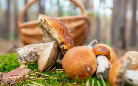 Gdzie na grzyby z noclegiem? Odkryj najlepsze miejsca w Polsce