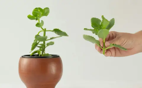 Różne kalanchoe rodzaje: jedna roślina w doniczce, druga w dłoni.