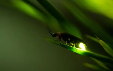 Una lucciola illumina la notte su una foglia verde.
