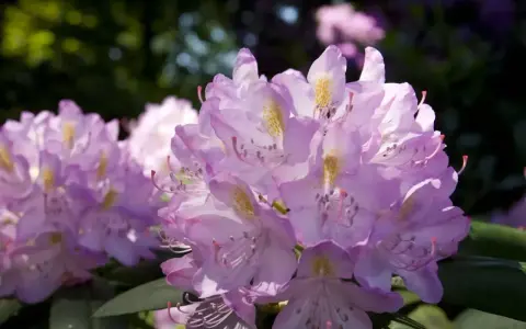 Piękny rododendron w pełnym rozkwicie, jego fioletowe kwiaty tworzą wspaniałe stanowisko w ogrodzie.