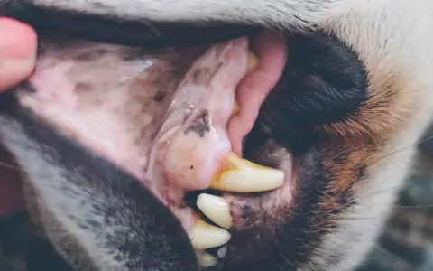 Boca de perro con encías blancas y rosadas, mostrando dientes amarillentos y una pequeña mancha oscura.