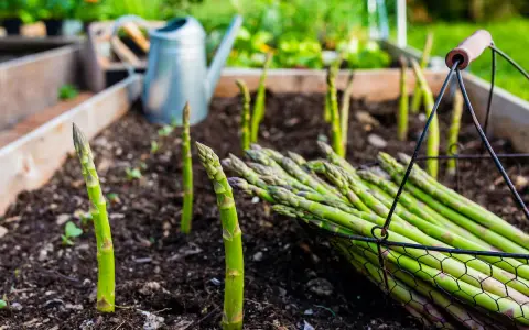 Frischer Spargel wächst im Beet, ein Korb voller Ernte daneben. Die Frage "wie lange kann man Spargel ernten" beschäftigt jeden Gärtner.