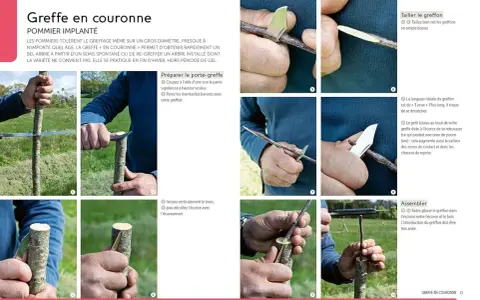 Illustration de la greffe en couronne sur un pommier. Des mains préparent le porte-greffe et taillent le greffon pour une bonne reprise.