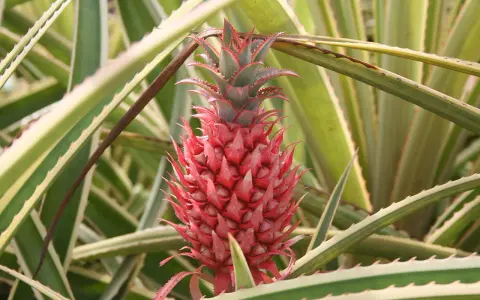 Czerwony, młody ananas z zielonymi liśćmi i kolcami.